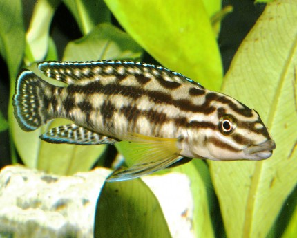 2x Schlankcichlide Dickfeldi - Julidochromis dickfeldi - 5cm