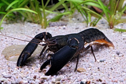 Black Scorpion Krebs - Cherax holthuisi