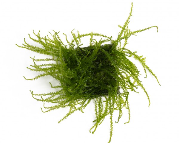 Natureholic Moospad - Vesicularia reticulata "Erect Moss" - 5 x 5cm