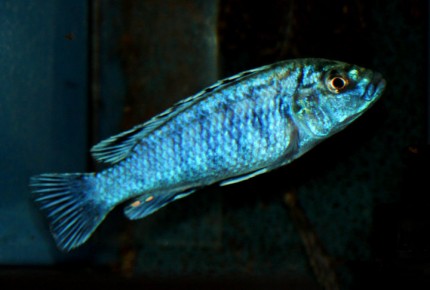 Labidochromis joanjohnsonae Likoma - 5-7cm - nice