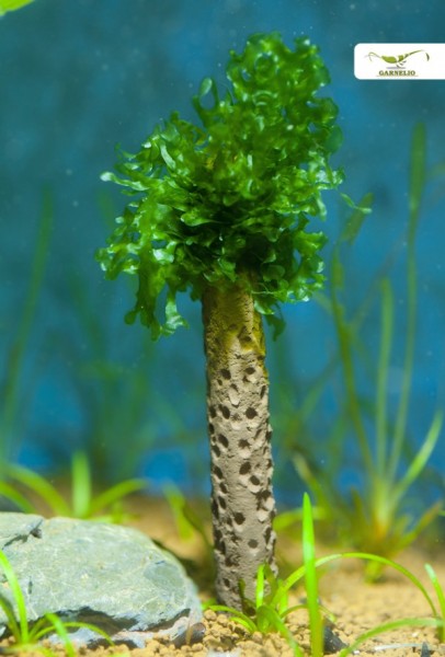Moosbaum - 15cm - Aquarium Deko