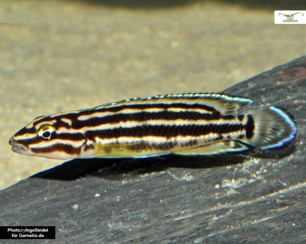 Vierstreifen Schlankcichlide - Julidochromis regani DNZ