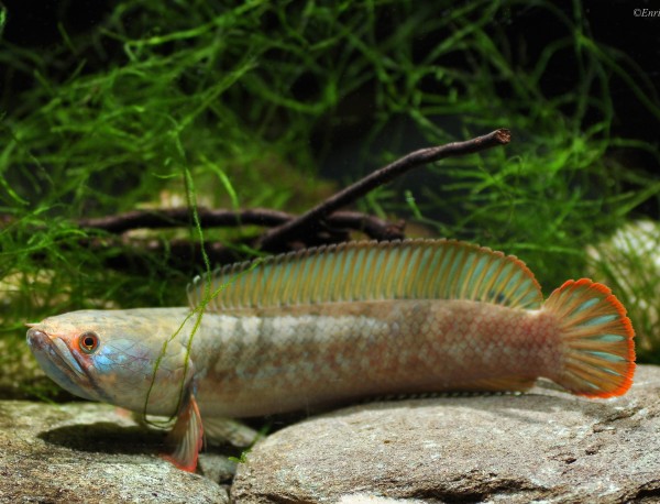 Zwergschlangenkopffisch - Channa gachua blue bengalen - DNZ 8-10cm