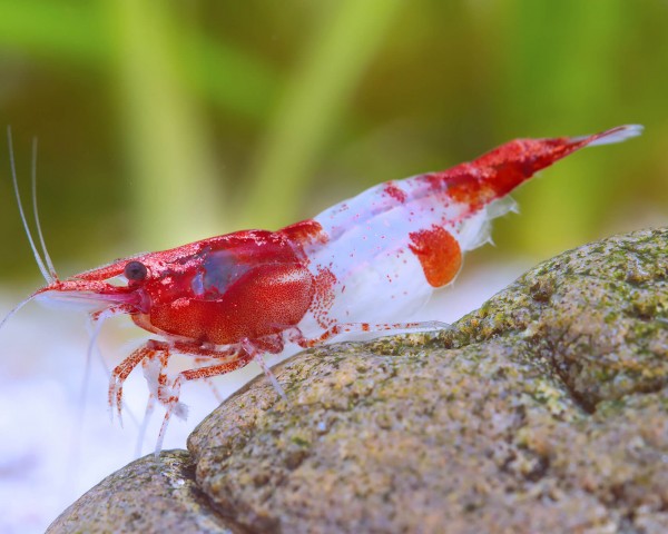Tragende Red Rili Shrimp - Neocaridina davidi